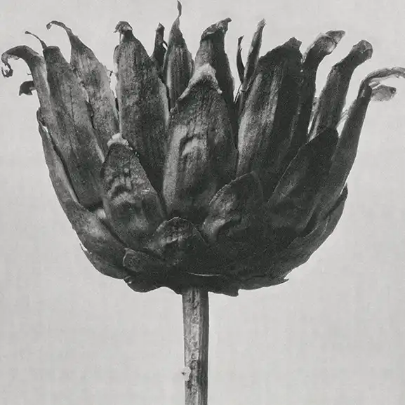 Hình ảnh cho dịch vụ